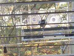 Poecile carolinensis image