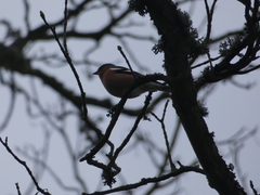 Fringilla coelebs