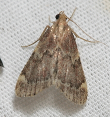 Hypsopygia intermedialis