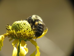 Bombus impatiens