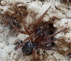 Lycosoides coarctata