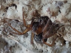 Lycosoides coarctata