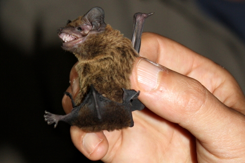 Lesser Noctule