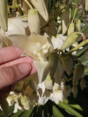 Yucca gloriosa gloriosa