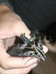 Hemeroplanes diffusa