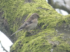 Fringilla coelebs