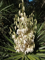 Yucca gloriosa gloriosa
