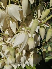 Yucca gloriosa gloriosa