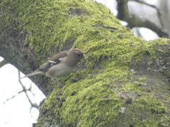 Fringilla coelebs
