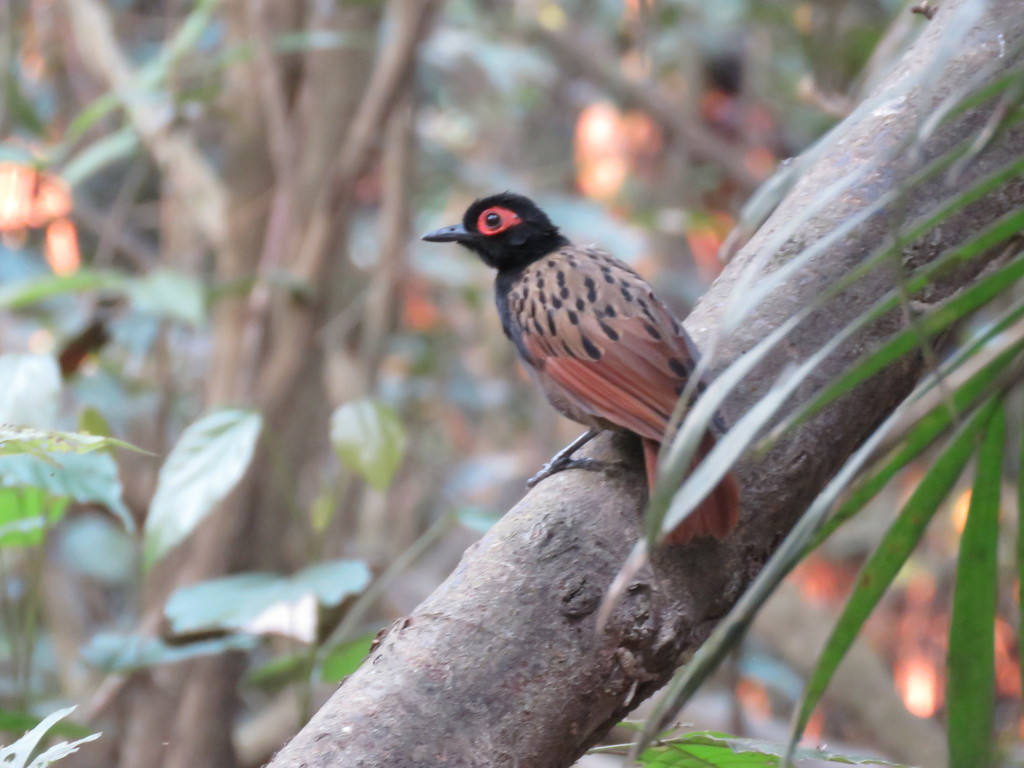 Black-Spotted Bare-Eye