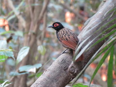 Black-Spotted Bare-Eye photo 1