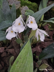 Trichopilia fragrans