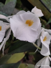 Trichopilia fragrans