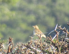 Anthus nicholsoni nicholsoni