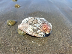 Concholepas concholepas