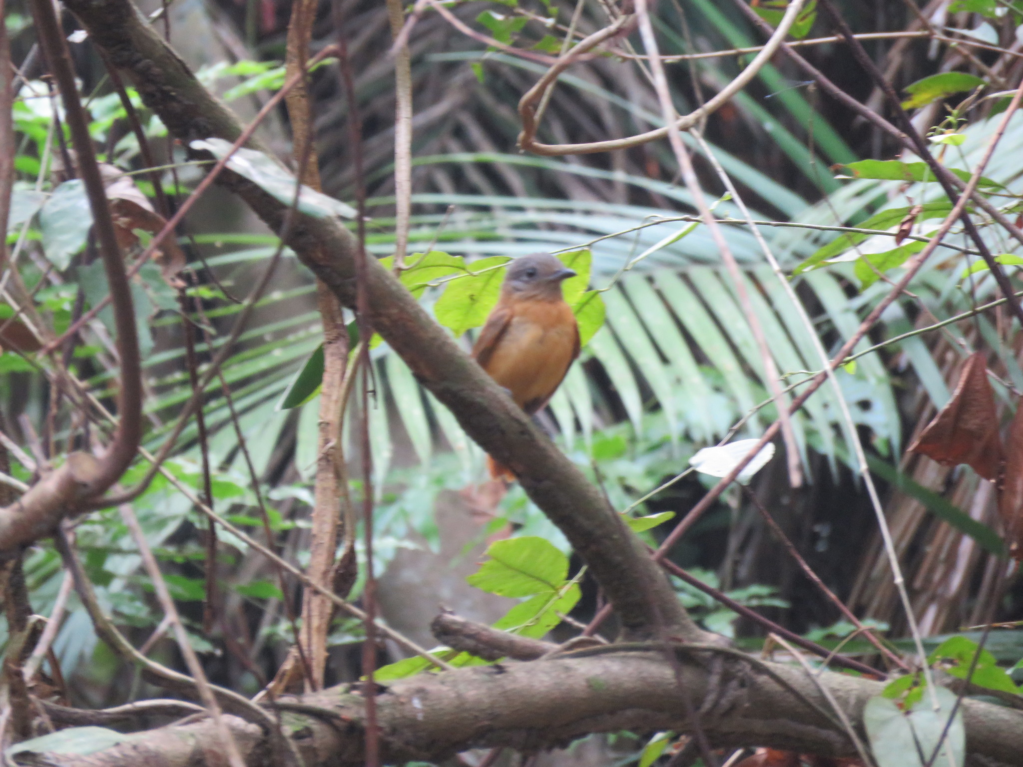 Varzea Schiffornis (Schiffornis major), photo 4