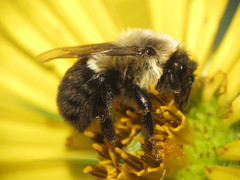 Bombus impatiens