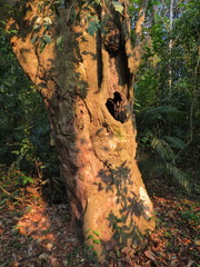 Gallesia integrifolia