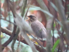 Turdus amaurochalinus