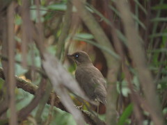 Turdus amaurochalinus