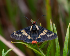 Sarbia xanthippe spixii