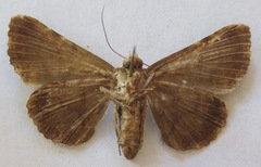Noctuidae