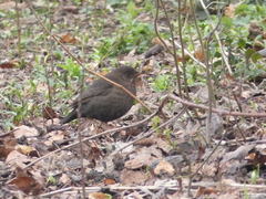 Turdus merula