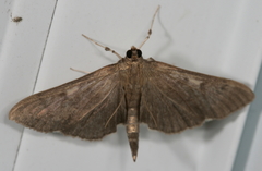 Herpetogramma sphingealis