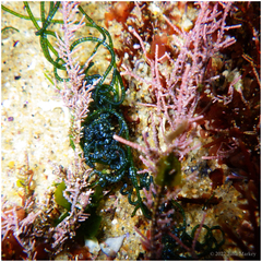 Chaetomorpha spiralis