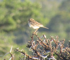 Anthus nicholsoni nicholsoni