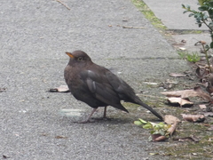 Turdus merula