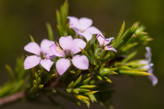 Coleonema pulchellum