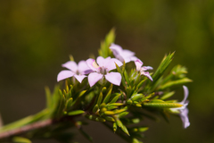 Coleonema pulchellum