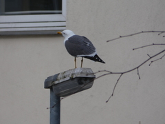 Larus fuscus