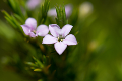 Coleonema pulchellum