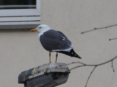 Larus fuscus