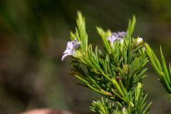 Coleonema pulchellum
