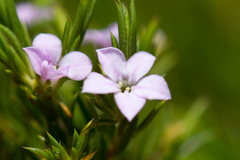 Coleonema pulchellum
