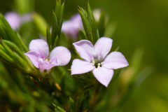 Coleonema pulchellum