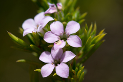 Coleonema pulchellum