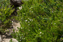 Coleonema pulchellum