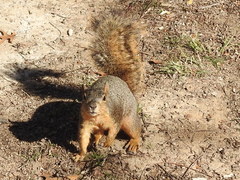Sciurus niger