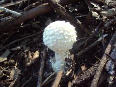 Amanita foetens