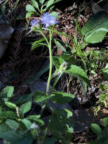 Ageratum houstonianum image