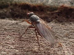 Heleomyza