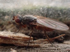 Heleomyza