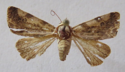 Four-spotted Bird-dropping Moth photo 2