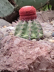 Melocactus bahiensis