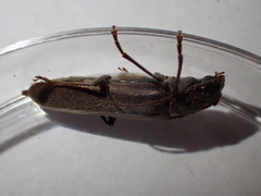 Arhopalus rusticus