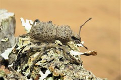 Psapharus infaustus